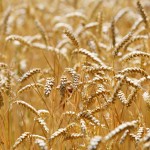 close-up of golden wheat