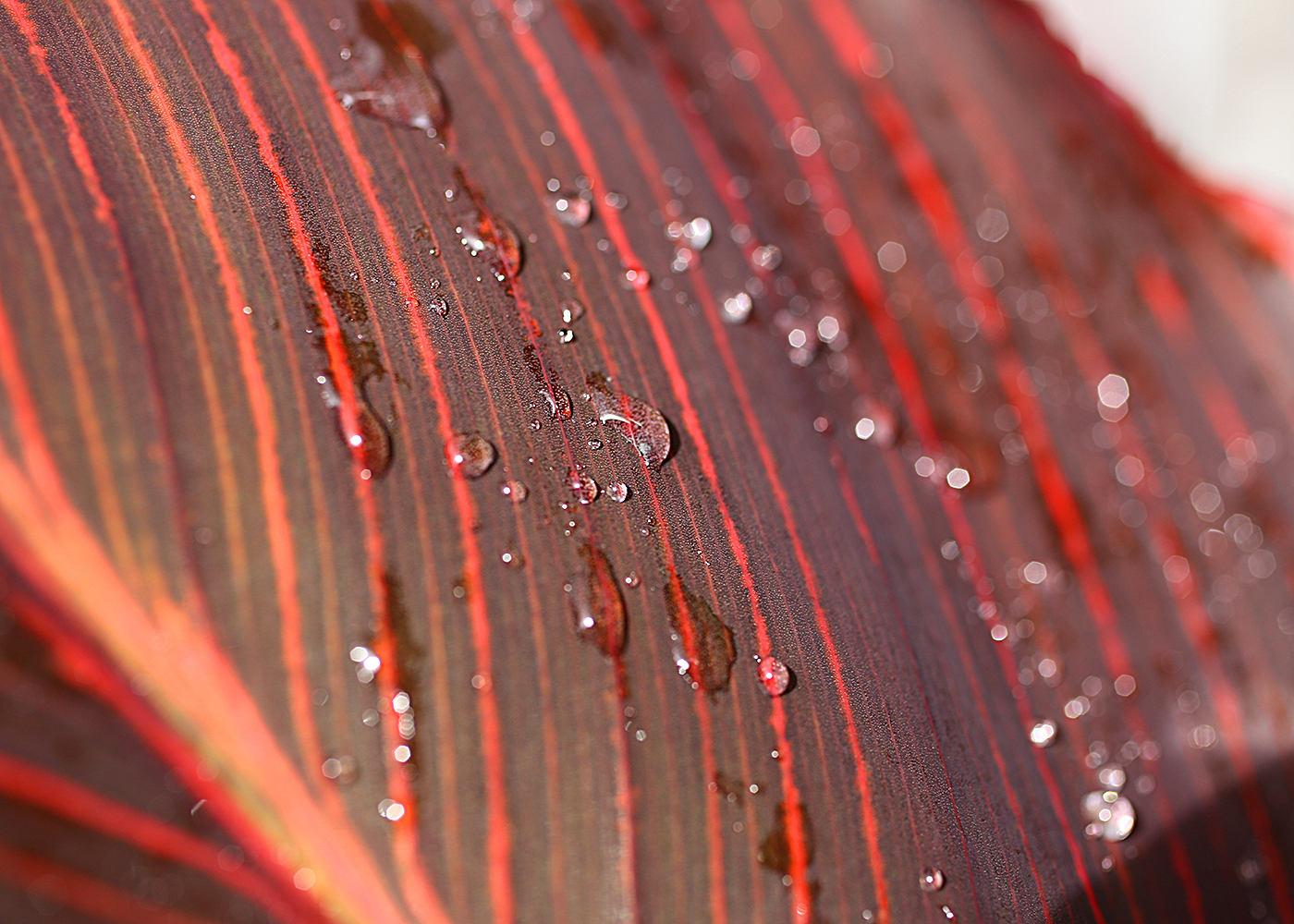 close-up of drops of rain