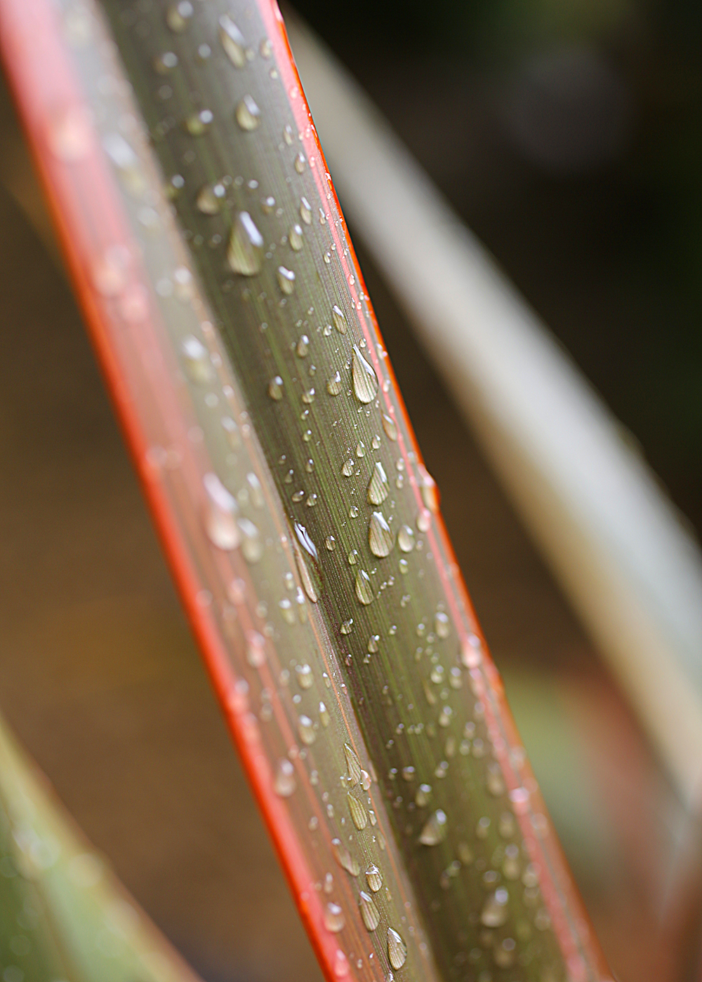 close up shot of a blade of palm plant