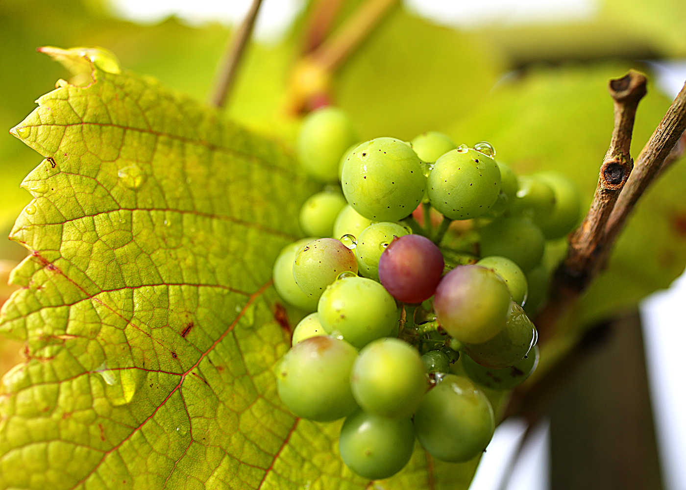 close-up shot of a grape-wine