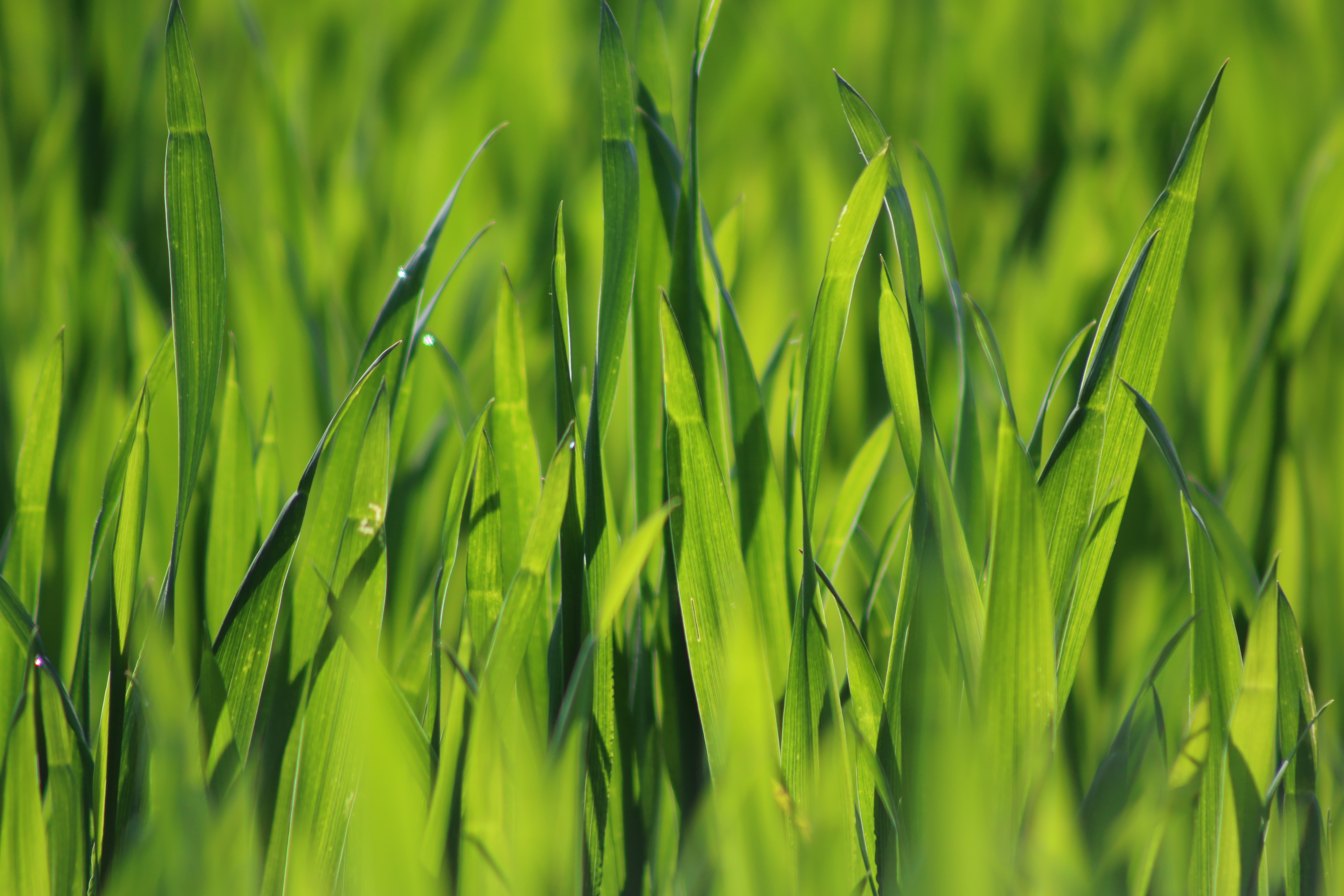 close up photo of blades of grass