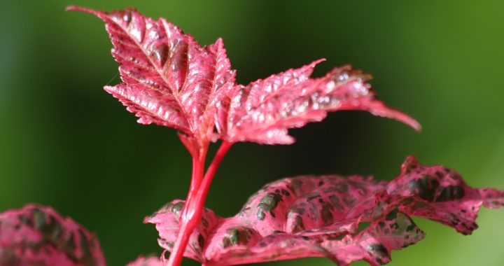 picture of red leaf