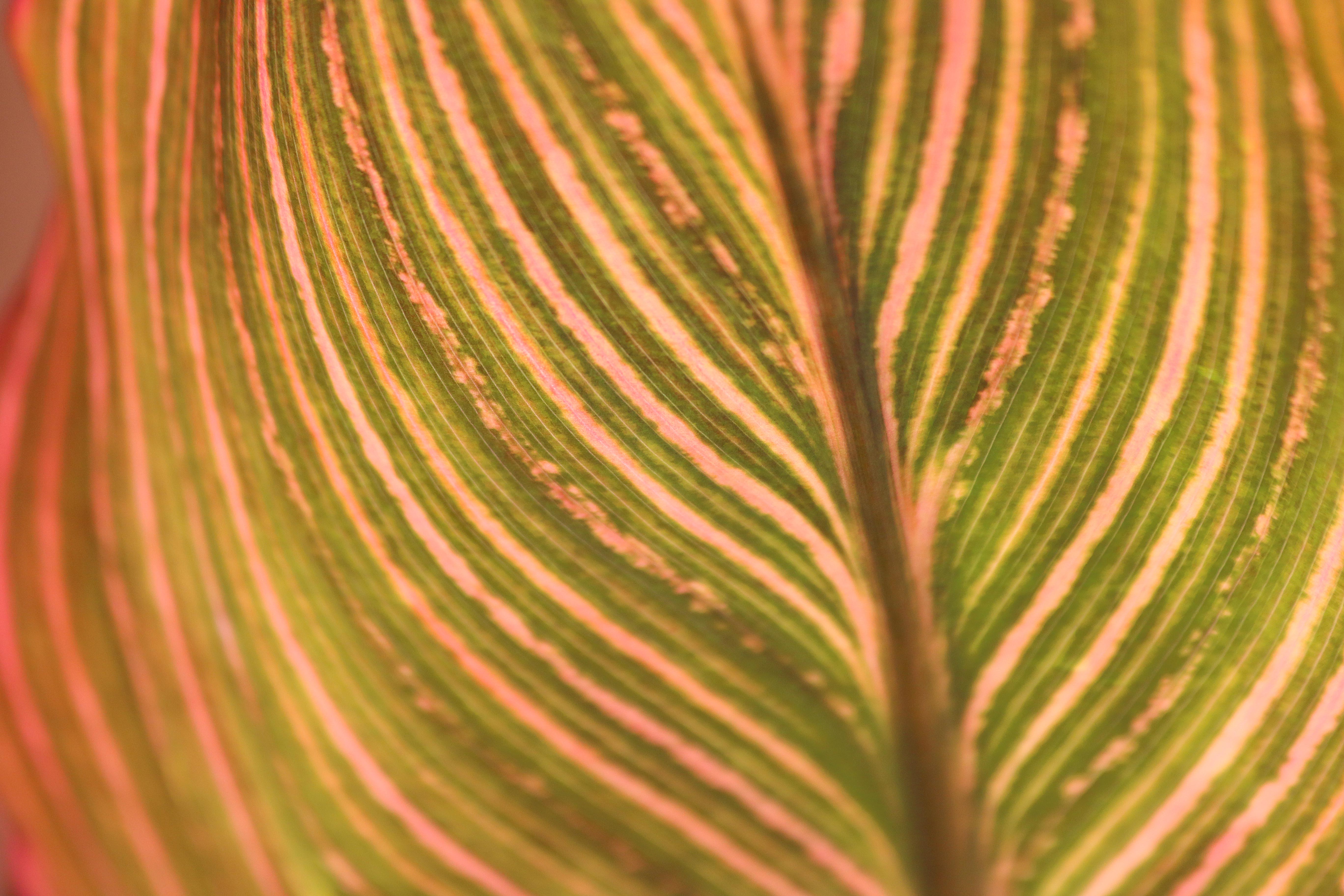 pattern of lines on a leaf
