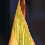 photo of edge of leaf
