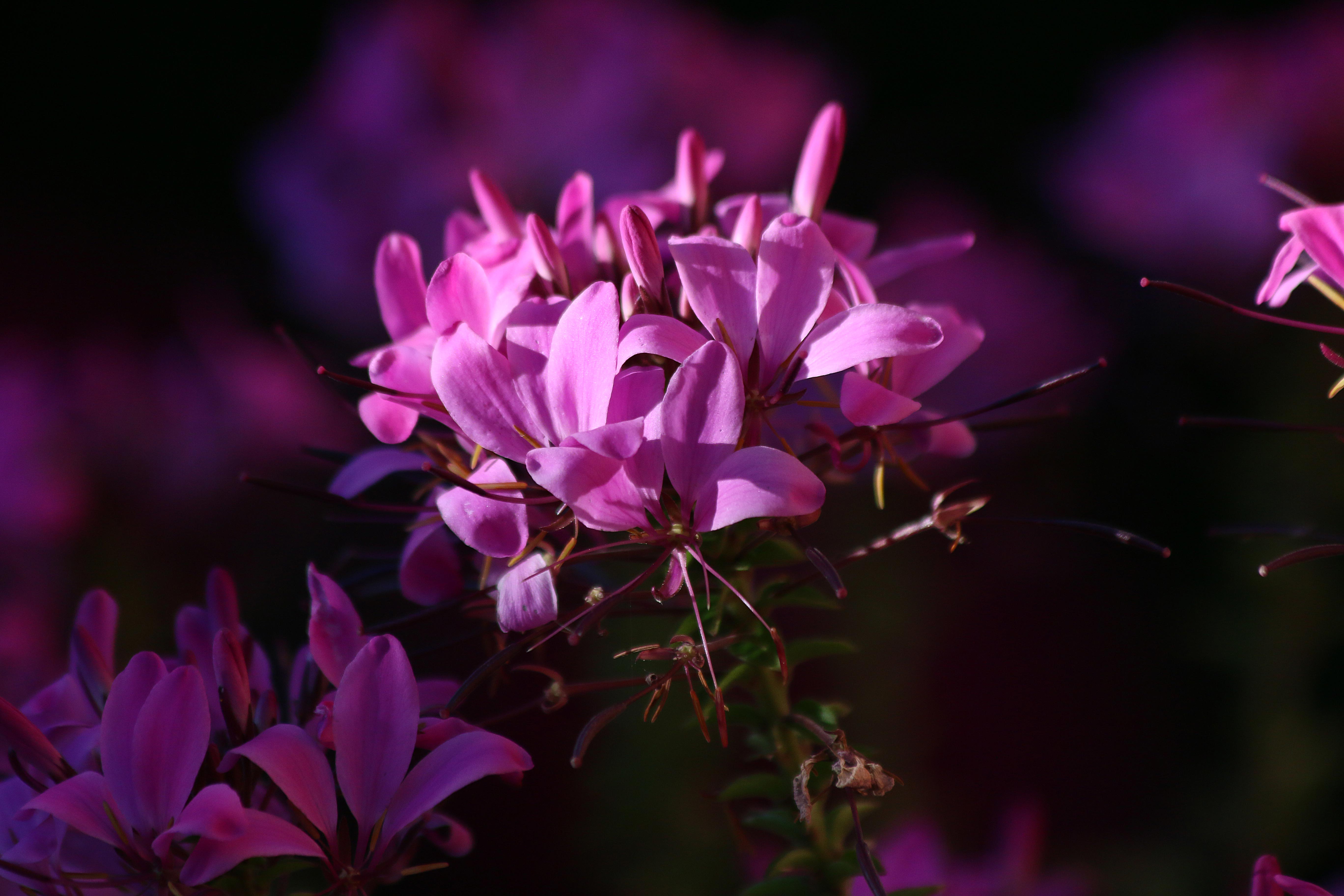 photo of purple buds